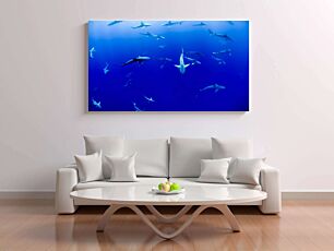 Πίνακας, μια μεγάλη ομάδα καρχαριών που κολυμπούν στον ωκεανό