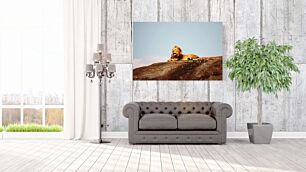 Πίνακας, ένα λιοντάρι ξαπλωμένο στην κορυφή ενός μεγάλου βράχου