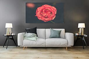 Πίνακας, ένα κόκκινο τριαντάφυλλο με σταγόνες νερού πάνω του