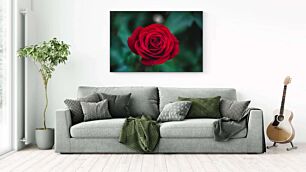 Πίνακας, ένα κόκκινο τριαντάφυλλο με πράσινα φύλλα στο φόντο