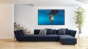 Πίνακας, ένα θαλάσσιο λιοντάρι που κολυμπά κάτω από την επιφάνεια του νερού
