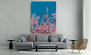 Πίνακας, ένα δέντρο με πολλά ροζ λουλούδια μπροστά από έναν γαλάζιο ουρανό