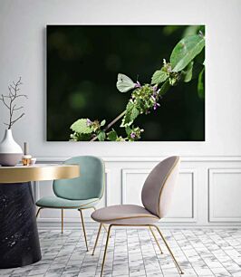 Πίνακας, μια λευκή πεταλούδα που κάθεται πάνω από ένα πράσινο φυτό