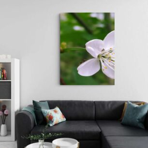 Πίνακας, ένα λευκό λουλούδι με μια μέλισσα πάνω του