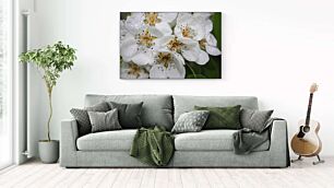 Πίνακας, μερικά λευκά λουλούδια με σταγόνες νερού πάνω τους