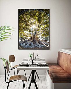 Πίνακας, ο ήλιος λάμπει μέσα από τα κλαδιά ενός δέντρου banyan