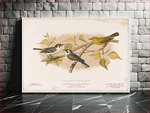 Πίνακας, 1. & 2. Chestnut-sided warbler. (1. Male, 2. Female). 3. Yellow warbler