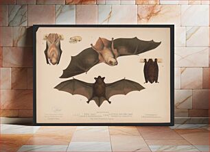 Πίνακας, 1. & 2. Red bat. Lasiurus noveboracensis 3. & 4. Little brown bat. Vespertillo subulatus. Figs. 2. & 4. Position in repose (1874) by L. Prang & Co