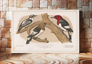 Πίνακας, 1. & 2. Red-headed woodpecker. 1. Adult. 2. Young. 3. Downy woodpecker (male) (1874) by L. Prang & Co