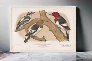 Πίνακας, 1. & 2. Red-headed woodpecker. 1. Adult. 2. Young. 3. Downy woodpecker (male)
