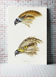 Πίνακας, 1. Black Kite (Milvus affinis) 2. Square-tailed Kite (Milvus Isurus) illustrated from A Synopsis of the Birds of Australia and the Adjacent Islands (1837) by John Gould (1804-1881)