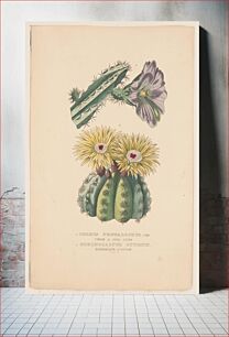 Πίνακας, 1. Cereus pentalophus. Cierge a cinq ailes. 2. Echinocactus ottonis. Echinocacte d'otton