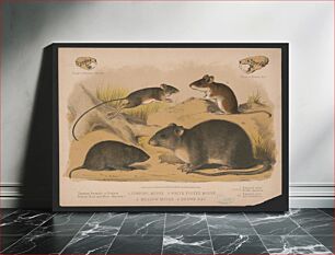 Πίνακας, 1. Jumping mouse. 2. White footed mouse. 3. Meadow mouse. 4. Brown rat