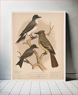Πίνακας, 1. King bird. 2. Great crested flycatcher. 3. Pewee flycatcher or phœbe