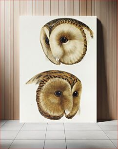 Πίνακας, 1. Masked barn owl (Strix personata) 2. Tasmanian masked owl (Strix castanops) illustrated from A Synopsis of the Birds of Australia and the Adjacent Islands (1837) by John Gould (1804-1881)