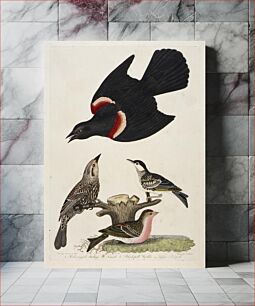 Πίνακας, 1. Red-winged Starling. 2. Female. 3. Black-poll Warbler. 4. Lesser Red-poll, Alexander Lawson