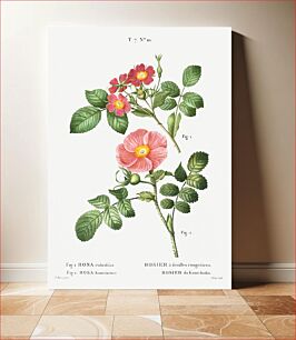 Πίνακας, 1. Redleaf rose (Rosa rubrifolia) 2. Japanese rose (Rosa kamtchatica) from Traité des Arbres et Arbustes que l’on cultive en France en pleine terre (1801–1819) by