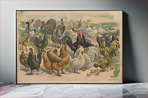Πίνακας, 1 sheet poultry no. 73