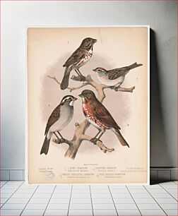 Πίνακας, 1. Song sparrow. Melospiza melodia. 2. Chipping sparrow. Spizella socialis. 3. White throated sparrow. Zonotrichia albicollis. 4. Fox colored sparrow. Passerelia iliaca