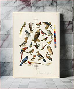 Πίνακας, 22 species of birds