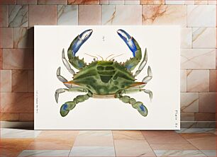 Πίνακας, 3. Blue crab (Lupa decanta) illustration from Zoology of New York (1842–1844) by James Ellsworth De Kay