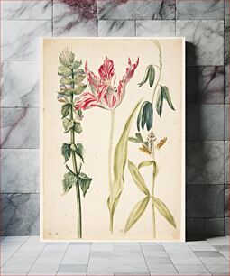 Πίνακας, 3 flowers, in the center a tulip by Maria Sibylla Merian