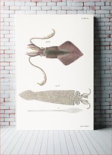 Πίνακας, 353. Glass squid (Loligo pavo) 354. Longfin inshore squid (Loligo pealii) illustration from Zoology of New York (1842–1844) by James Ellsworth De Kay. Origin