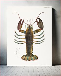 Πίνακας, 52. & 53. American lobster (Homarus americanus) illustration from Zoology of New york (1842 - 1844) by James Ellsworth De Kay (1792-1851)