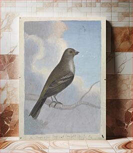 Πίνακας, A Bird, by James Sowerby (1756–1822)