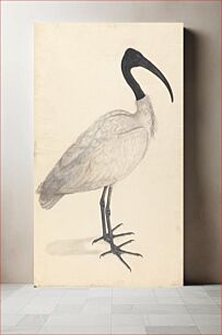 Πίνακας, A Black and White Indian Bird, (one of a pair)