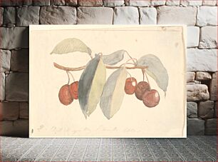 Πίνακας, A branch with paradise apples. by P. C. Skovgaard