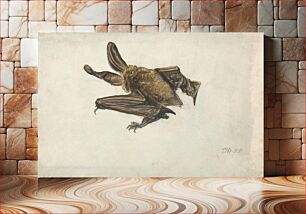 Πίνακας, A Brown long-eared bat (Plecotus auritus)