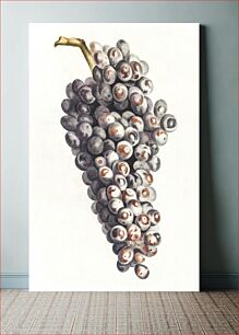 Πίνακας, A bunch of grapes by Johan Teyler (1648-1709)