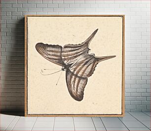 Πίνακας, A Butterfly