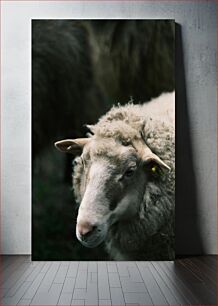 Πίνακας, A Close-Up of a Sheep Ένα κοντινό πλάνο ενός προβάτου