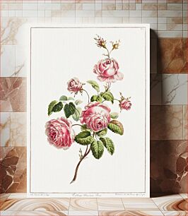 Πίνακας, A Collection of Flowers Drawn after Nature - Cabbage Provence Rose (1801) by John Edwards