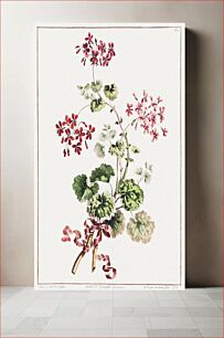 Πίνακας, A Collection of Flowers Drawn from Nature: No. 6–Scarlet and Variegated Geranium (1801) by John Edwards