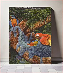 Πίνακας, A colorful Macaw family in Florida