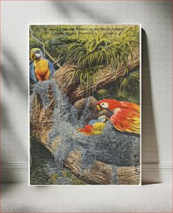 Πίνακας, A colorful macaw family in the parrot jungle, South Miami, Florida