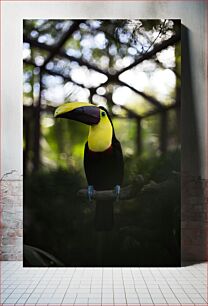 Πίνακας, A Colorful Toucan in its Habitat Ένα πολύχρωμο Τουκάν στον βιότοπό του
