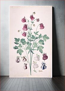 Πίνακας, A Columbine or Granny's Bonnet (Aquilegia), with Additional Studies of Flowers