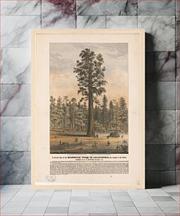 Πίνακας, A correct view of the mammoth tree in California, the largest in the world