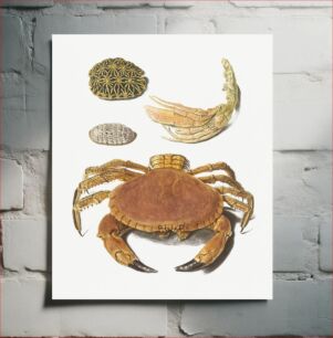 Πίνακας, A Crab, a pair of crab claws and two turtle shells by Johann Gustav Hoch (1716–1779)