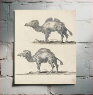 Πίνακας, A Dromedary and a Camel