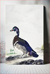 Πίνακας, A Duck (ca. 1725-1792) by Aert Schouman