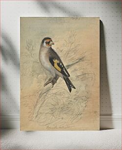Πίνακας, A European Goldfinch