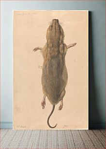 Πίνακας, A Field Mouse, from Above (c. 1775) by Johann Rudolph Schellenberg