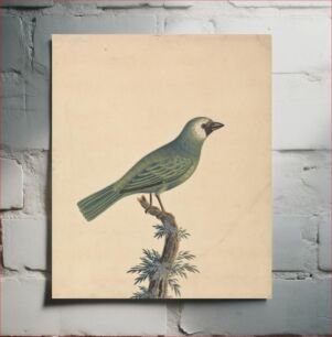 Πίνακας, A Finch