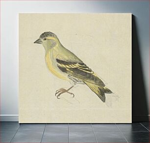 Πίνακας, A Finch (Siskin?)