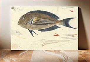 Πίνακας, A Fish by Luigi Balugani